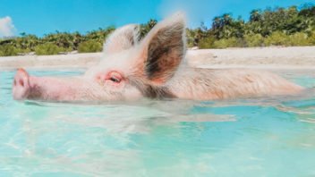 exuma swimming pigs tour